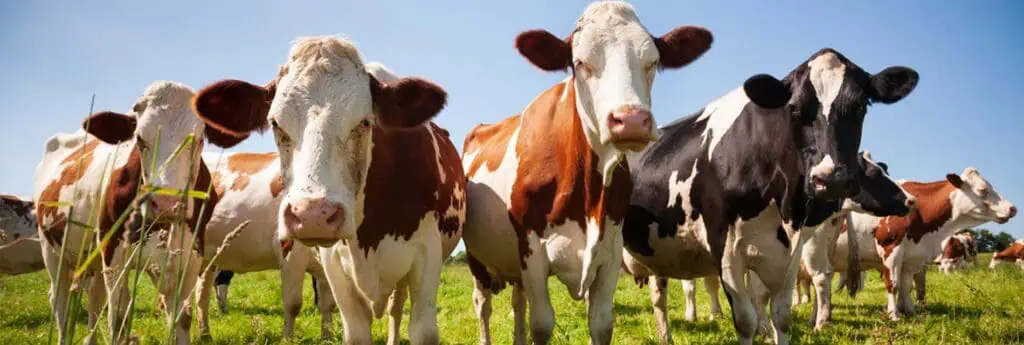 Cattle