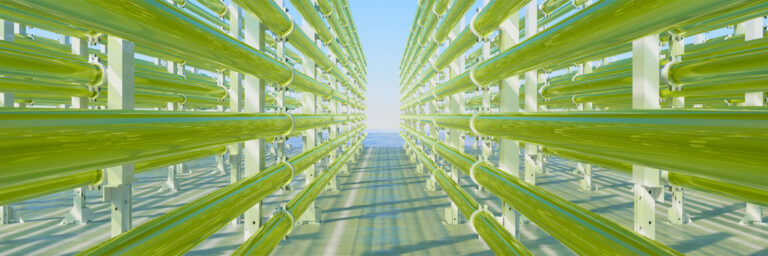 Microalgae cultivation tubes