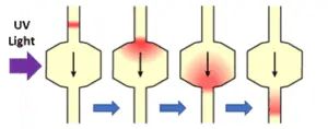 Diagram of UV light passing through and illuminating a protein slug